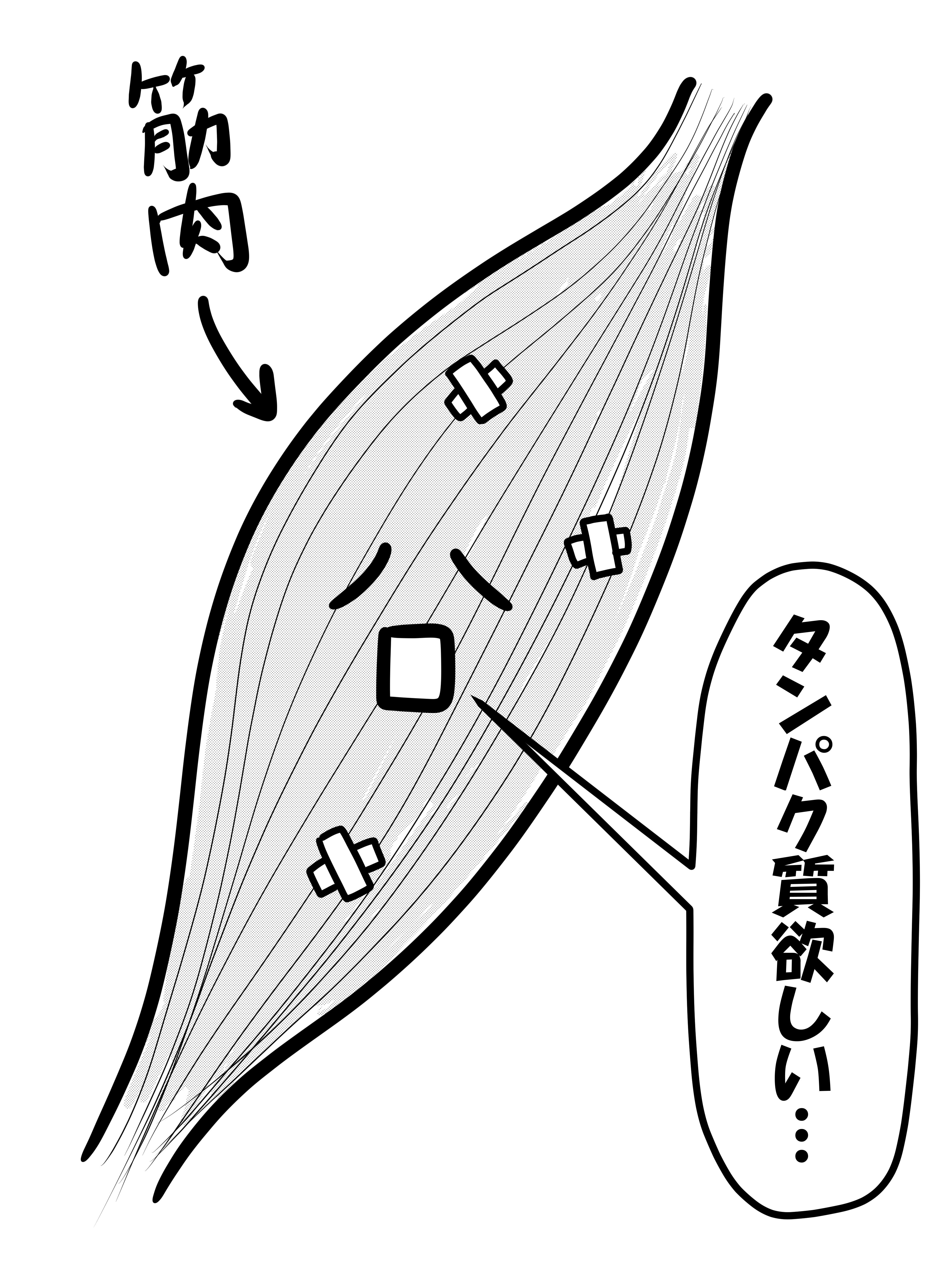 飲まなきゃ損？プロテインとBCAAがロードバイク乗りに必要な理由と飲み方！